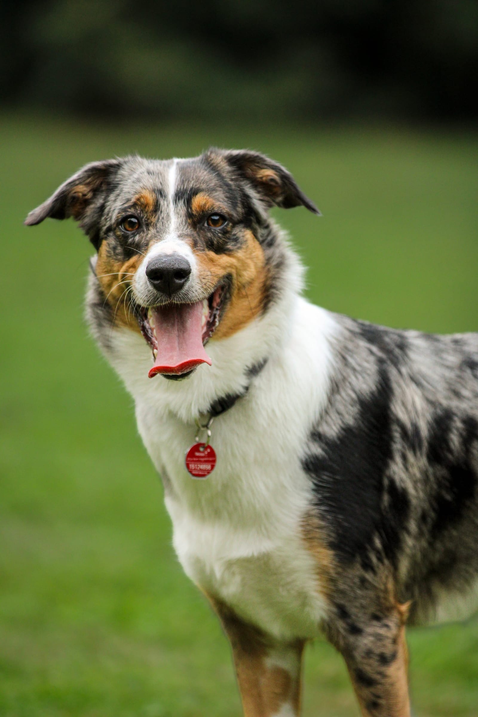 Australian Shepherd mit blauem Merle-Fell schaut mit offenem Maul in die Kamera