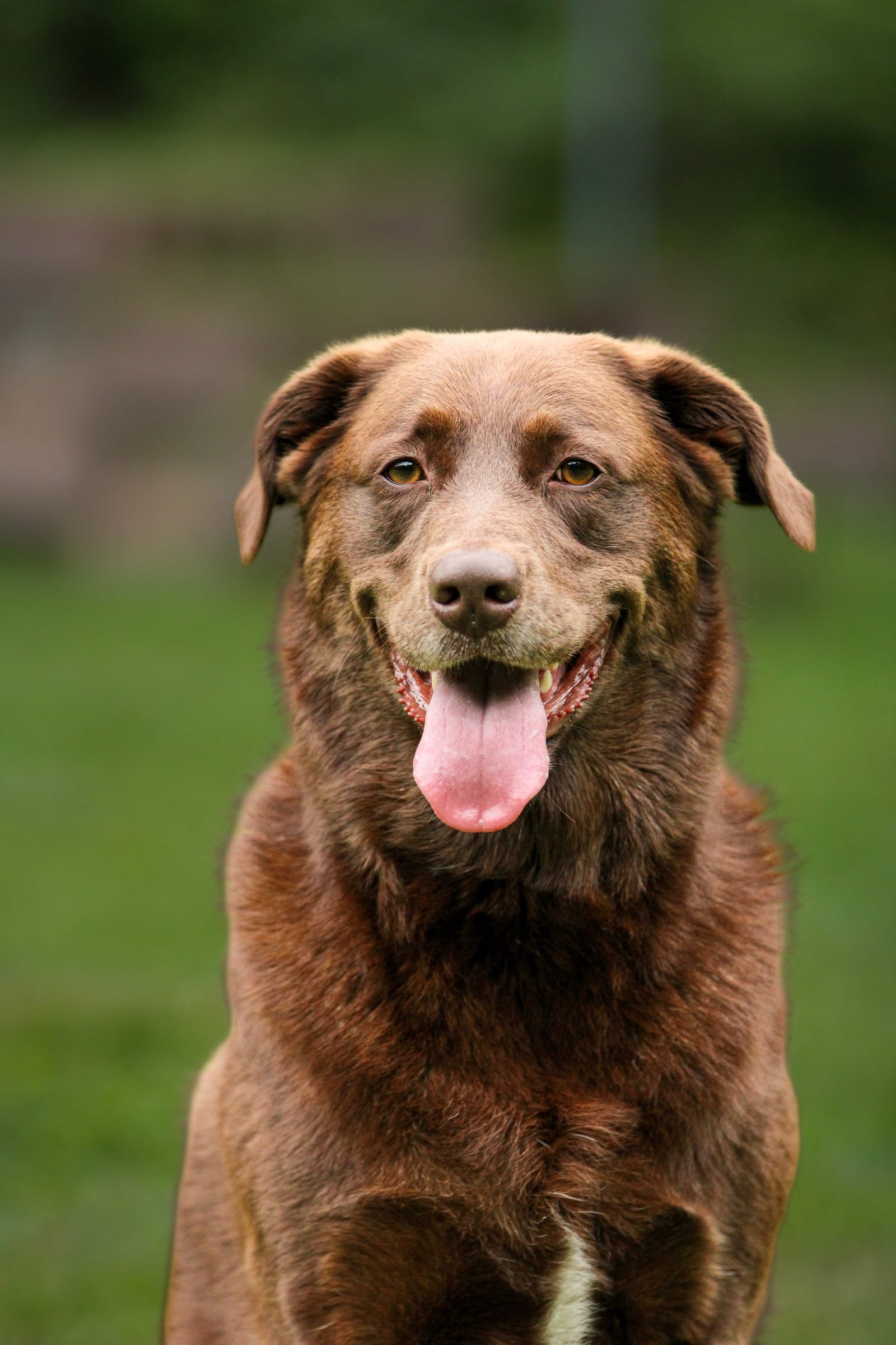 Brauner Hund sitzt auf einer Wiese und schaut mit heraushängender Zunge in die Kamera