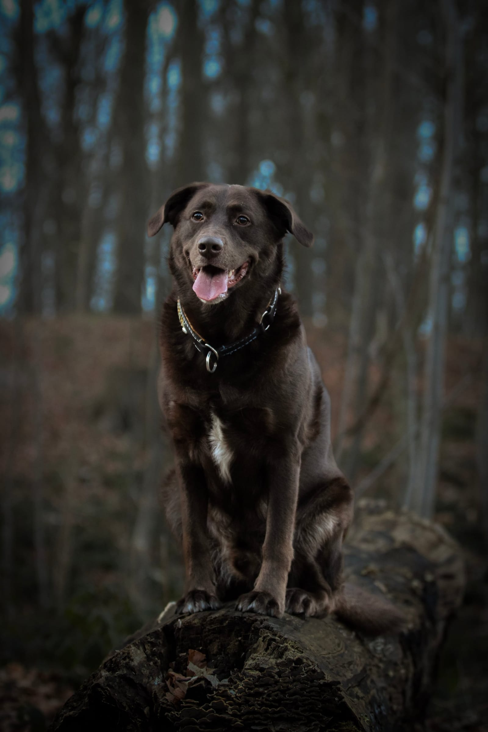 Schwarzer Hund sitzt im dunklen Wald auf einem Baumstumpf