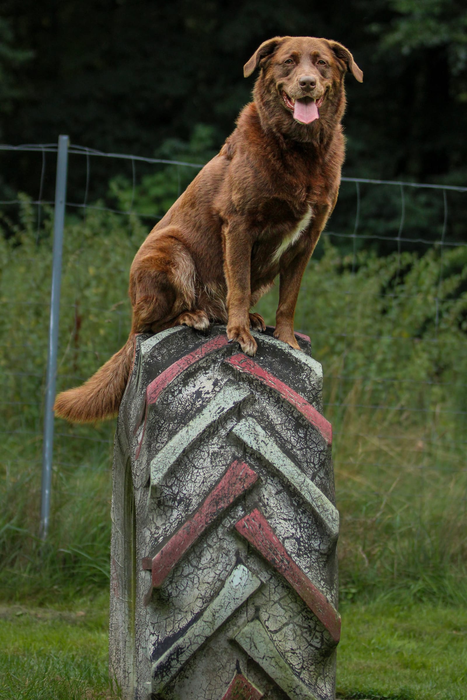 Brauner Hund balanciert oben auf einem alten Traktorreifen am Zaun