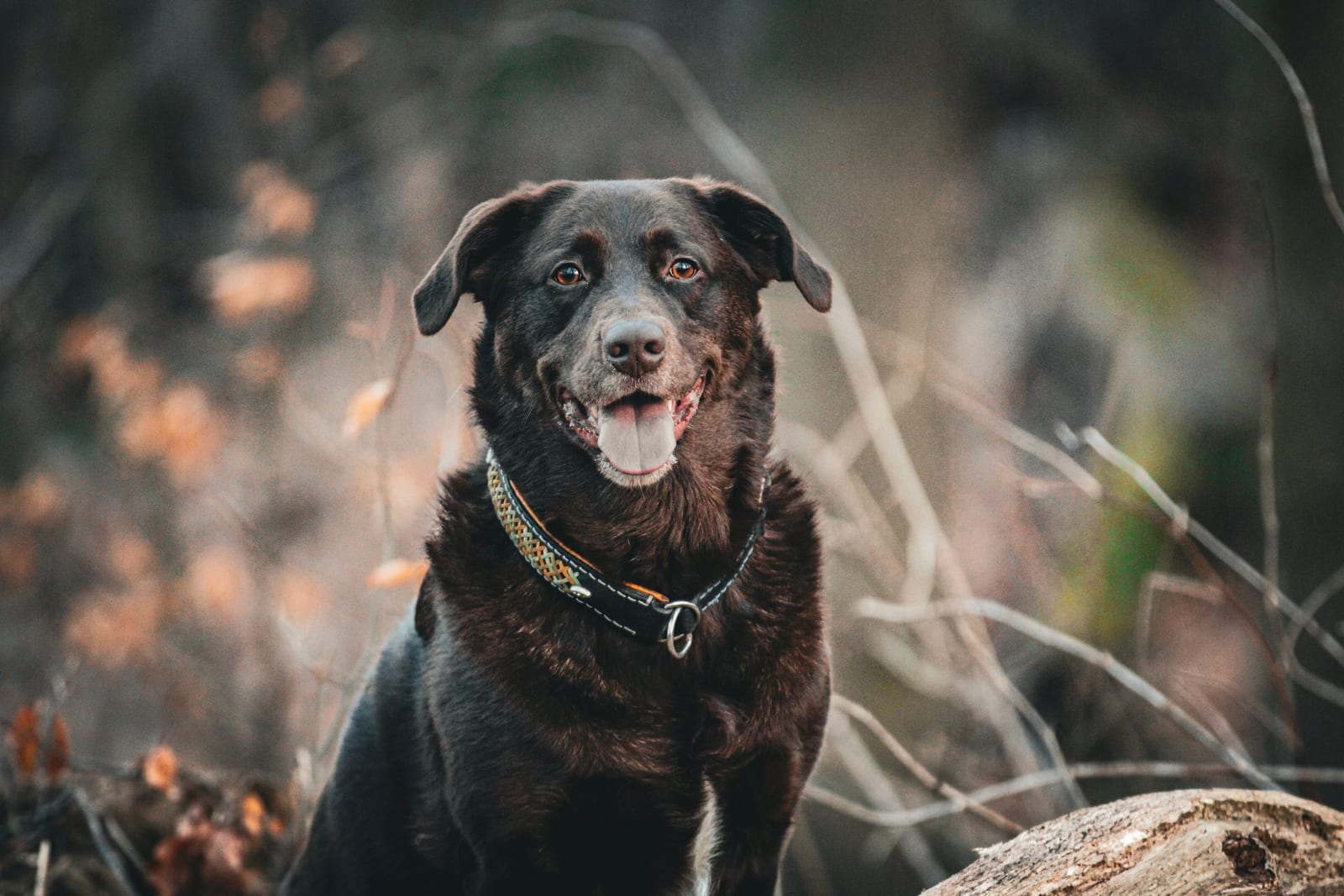 Schwarzer Labrador sitzt im Laub zwischen trockenen Gräsern und schaut freundlich in die Kamera