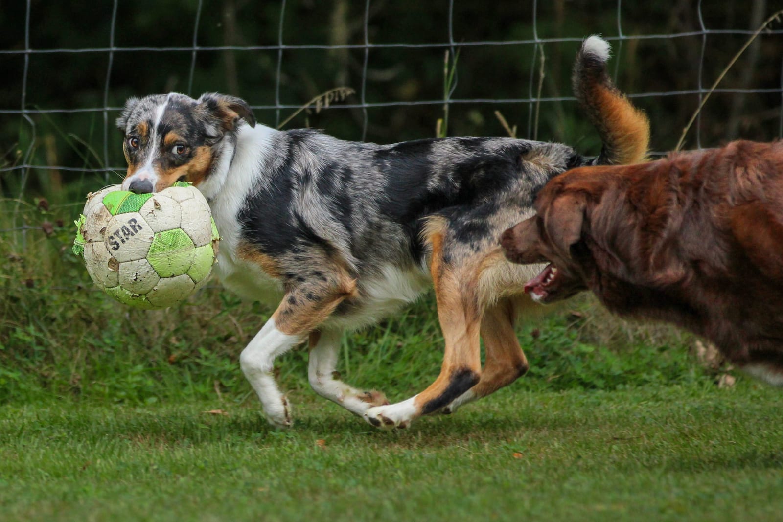 Zwei Hunde rennen über die Wiese, einer trägt einen Fußball im Maul