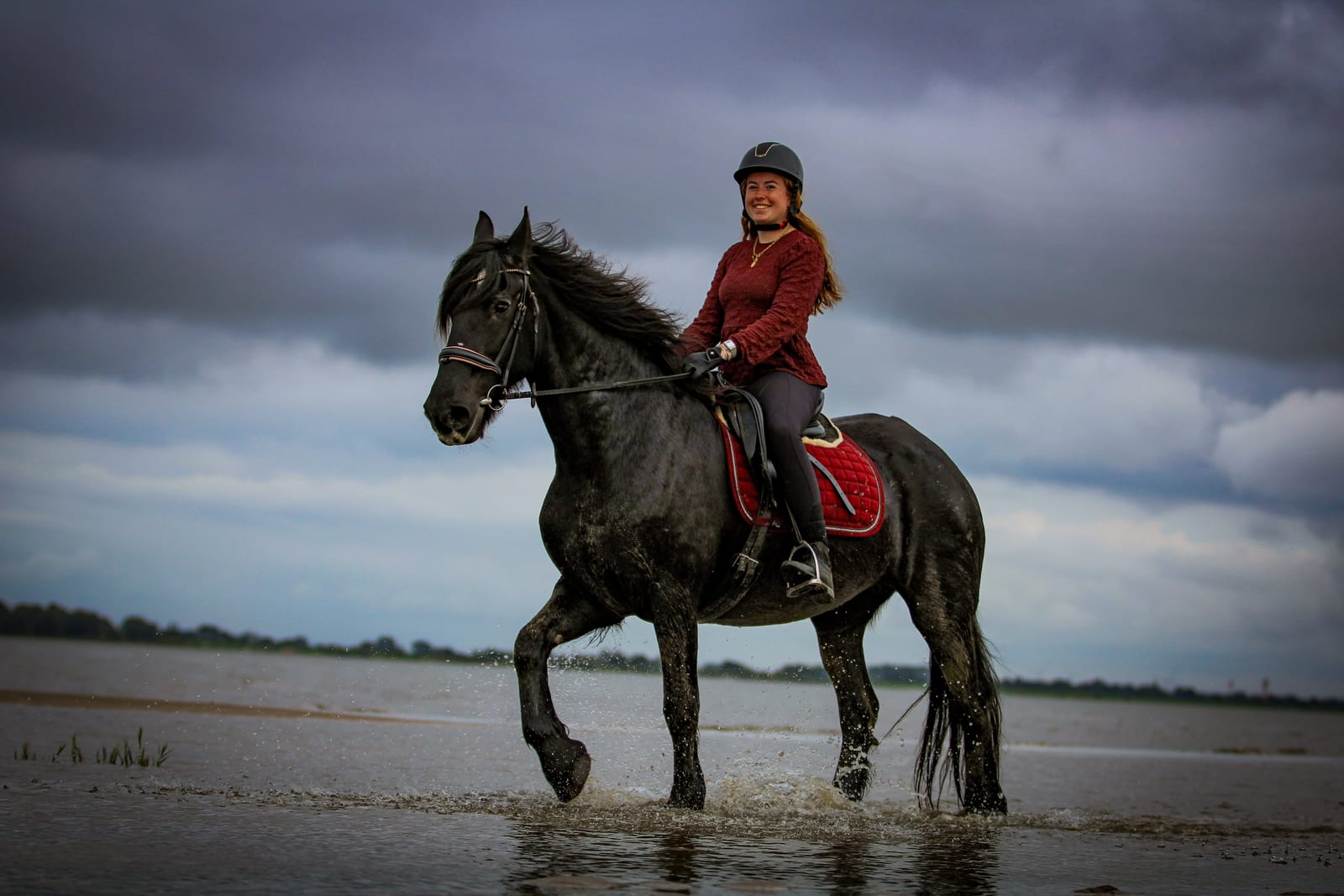 Reiterin im roten Pullover reitet einen Friesen durch das flache Wasser der Elbe